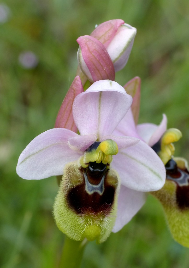 Orchidee in Sardegna, un fine settimana a 78 giri!